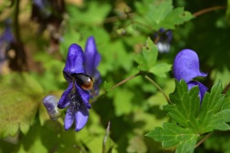 Bumblebee in flower, Botanical Gardens, Uppsala